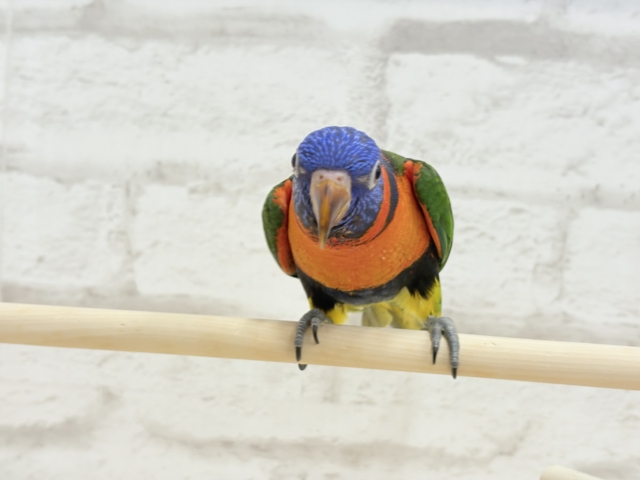 ゴシキセイガイインコ