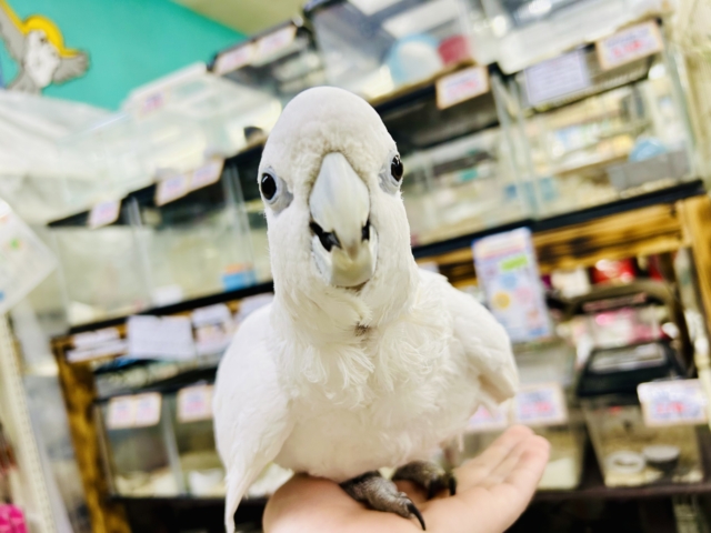 ソロモンオウム