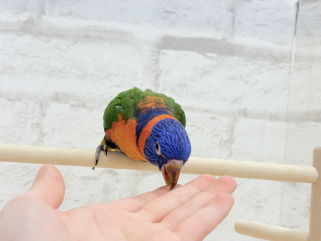 【最新画像更新🪄ひとり餌・カゴデビューしました☆】ハッピー!ラッキー!!キラキラバード🦜🪅ゴシキセイガイインコ ヒナ ゴシキセイガイインコ