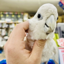 美白キレイ系ＧＩＲＬ♡♡　ソロモンオウム