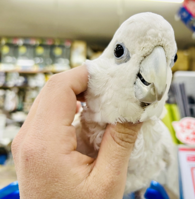 美白キレイ系ＧＩＲＬ♡♡　ソロモンオウム