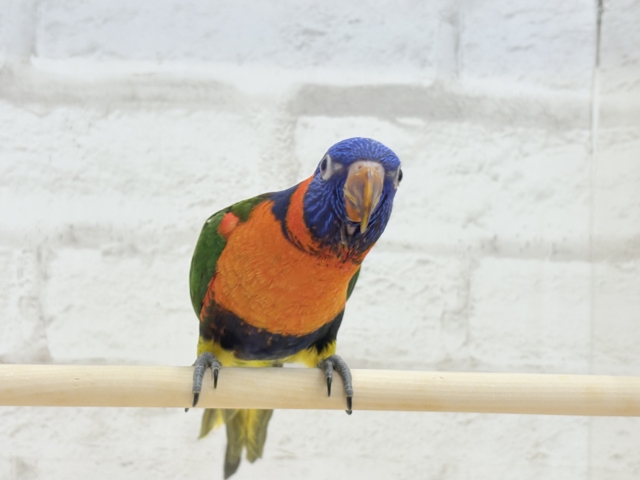 ゴシキセイガイインコ