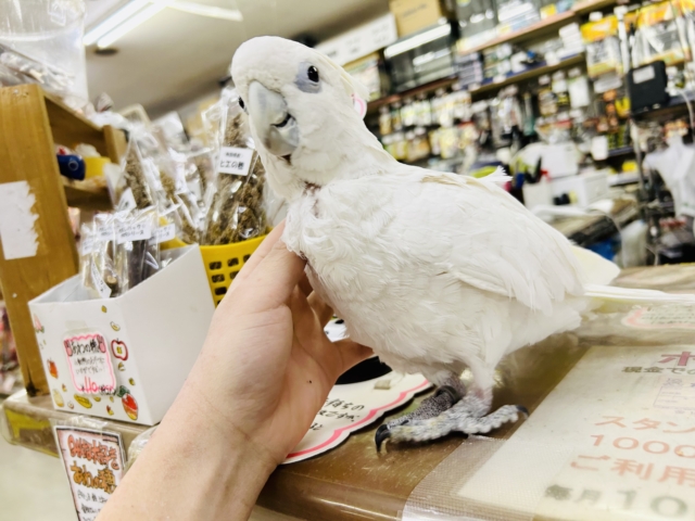 ソロモンオウム