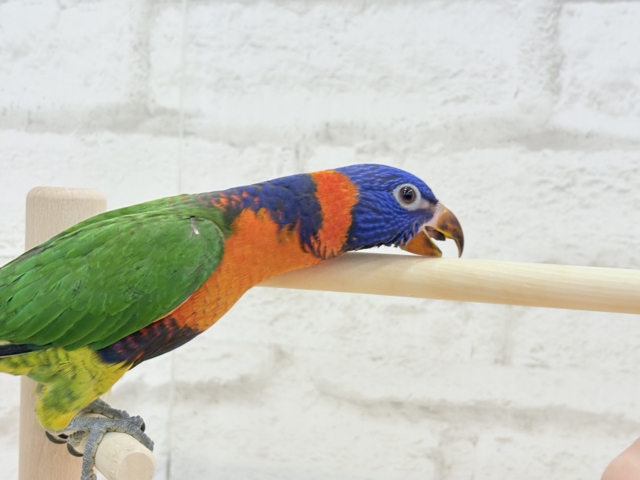 ゴシキセイガイインコ