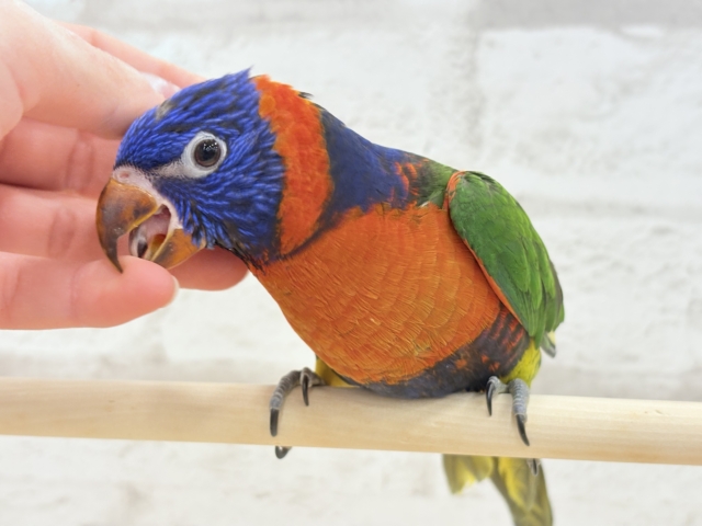 【最新画像更新🪄ひとり餌・カゴデビューしました☆】ハッピー!ラッキー!!キラキラバード🦜🪅ゴシキセイガイインコ ヒナ ゴシキセイガイインコ