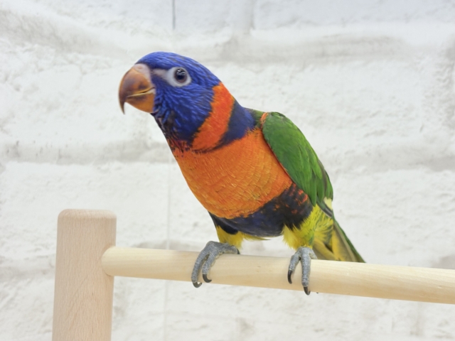 【最新画像更新🪄ひとり餌・カゴデビューしました☆】ハッピー!ラッキー!!キラキラバード🦜🪅ゴシキセイガイインコ ヒナ ゴシキセイガイインコ