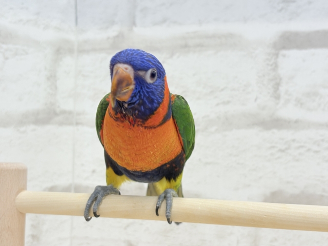 【最新画像更新🪄ひとり餌・カゴデビューしました☆】ハッピー!ラッキー!!キラキラバード🦜🪅ゴシキセイガイインコ ヒナ ゴシキセイガイインコ