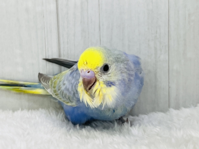 紫よりの美カラー💙セキセイインコのパステルレインボー🌈