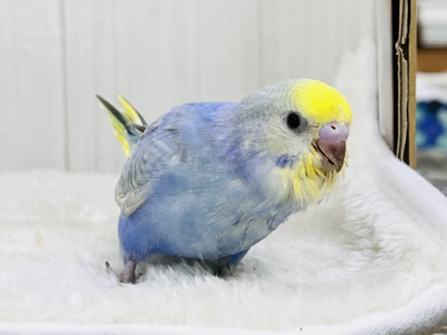 紫よりの美カラー💙セキセイインコのパステルレインボー🌈 セキセイインコ