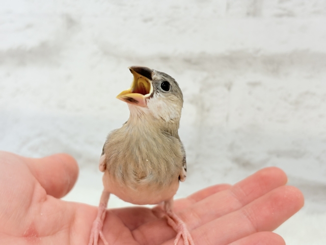 桜文鳥