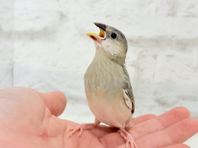 桜文鳥