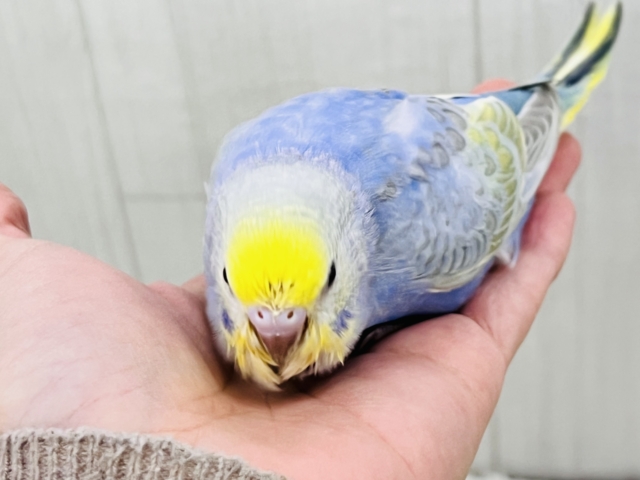 紫よりの美カラー💙セキセイインコのパステルレインボー🌈 セキセイインコ