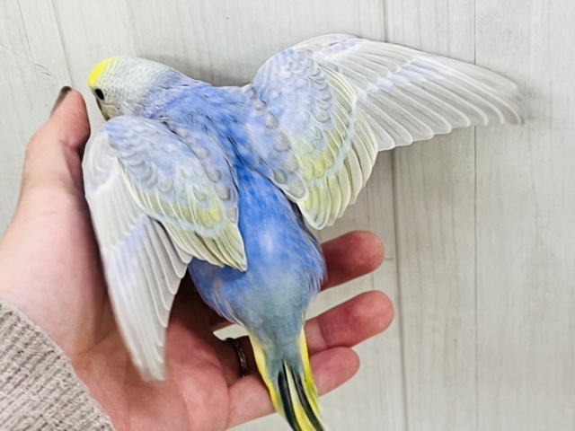 紫よりの美カラー💙セキセイインコのパステルレインボー🌈 セキセイインコ