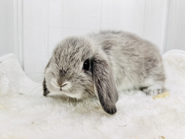 ホーランドロップ