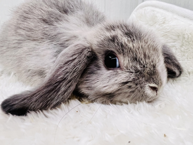 ぺた〜んと🧸あざとくてごめんね🩶ホーランドロップイヤーラビットの男の子