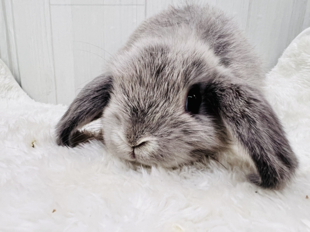 ホーランドロップ