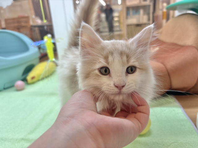 美形男子のお出ましぃ〜♡サイベリアンくん! サイベリアン