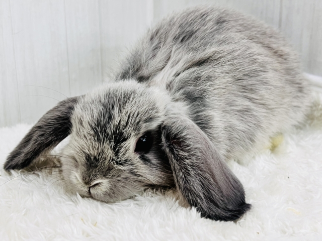 ホーランドロップ