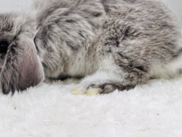 ホーランドロップ