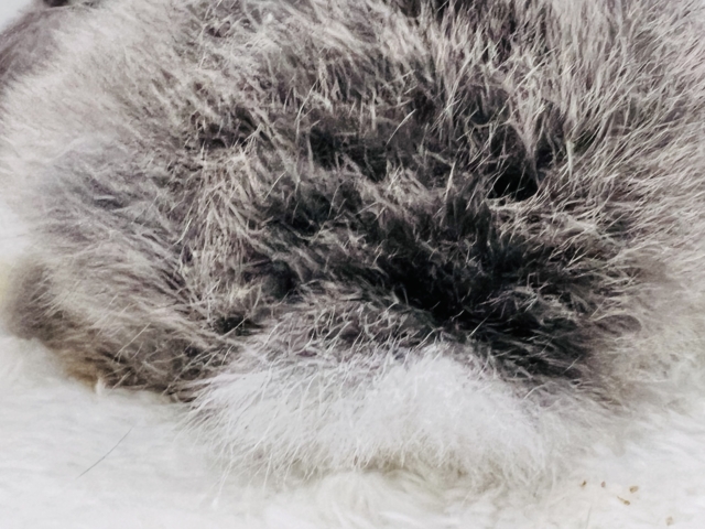 ホーランドロップ