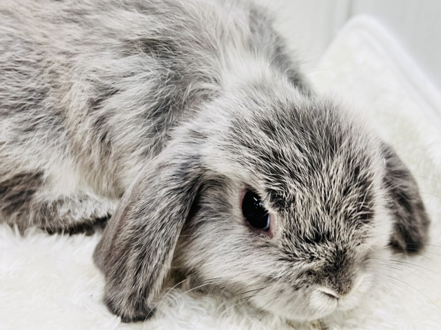 ホーランドロップ