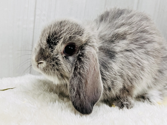 ホーランドロップ