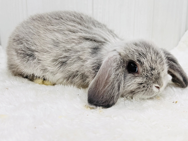 ホーランドロップ