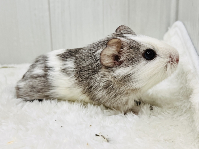 イングリッシュモルモット