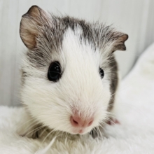 つるんっと胡麻豆腐？🍮イングリッシュモルモットの女の子🩶