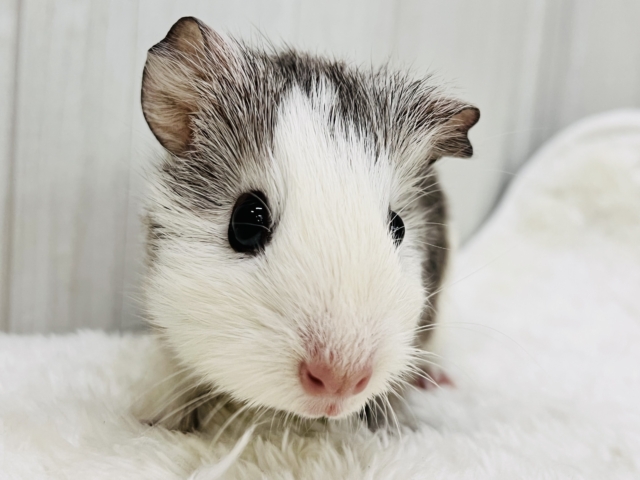 つるんっと胡麻豆腐？🍮イングリッシュモルモットの女の子🩶