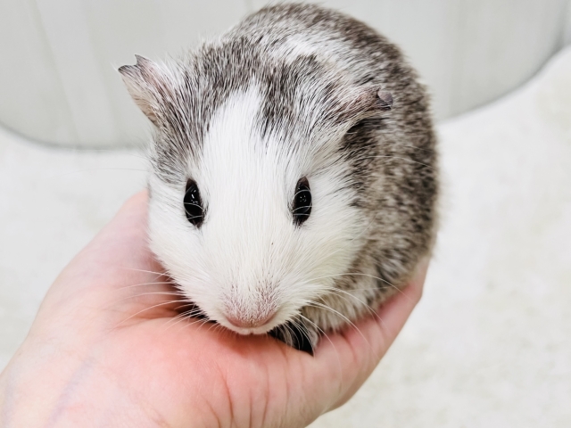 イングリッシュモルモット