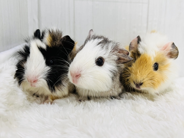 澄んだ瞳✨のモヒカンヘアーのアビシニアンモルモットちゃん♡ アビシニアンモルモット