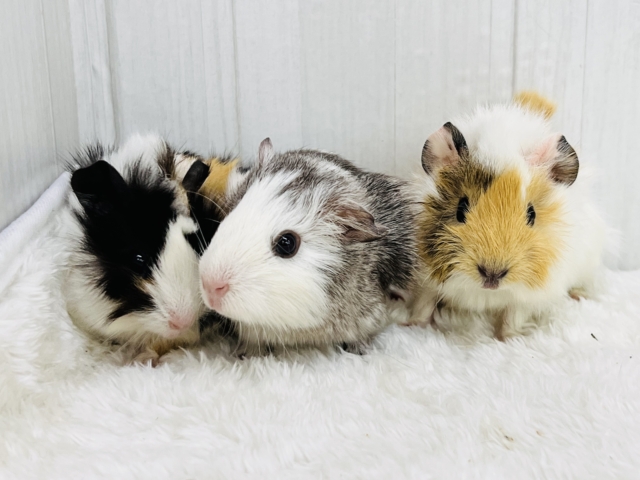 ちょっとおこげ付き🍡みたらしちゃん🧡アビシニアンモルモットの女の子🫰 アビシニアンモルモット