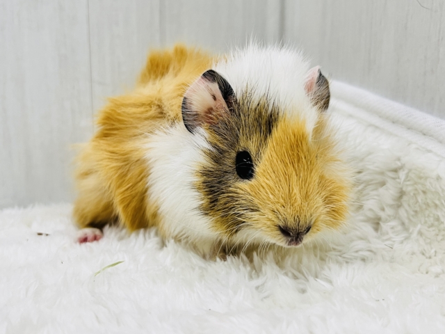 ちょっとおこげ付き🍡みたらしちゃん🧡アビシニアンモルモットの女の子🫰 アビシニアンモルモット