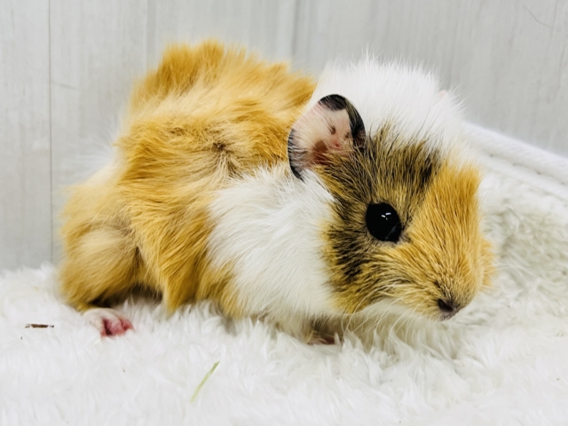 ちょっとおこげ付き🍡みたらしちゃん🧡アビシニアンモルモットの女の子🫰 アビシニアンモルモット
