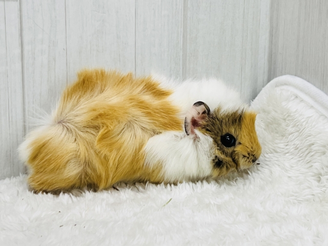 ちょっとおこげ付き🍡みたらしちゃん🧡アビシニアンモルモットの女の子🫰 アビシニアンモルモット