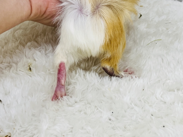 ちょっとおこげ付き🍡みたらしちゃん🧡アビシニアンモルモットの女の子🫰 アビシニアンモルモット