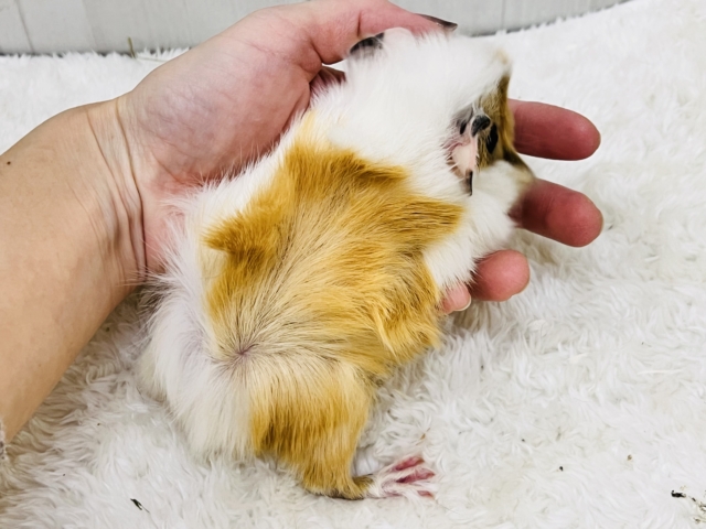 ちょっとおこげ付き🍡みたらしちゃん🧡アビシニアンモルモットの女の子🫰 アビシニアンモルモット