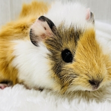 ちょっとおこげ付き🍡みたらしちゃん🧡アビシニアンモルモットの女の子🫰