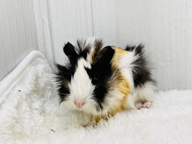 アビシニアンモルモット