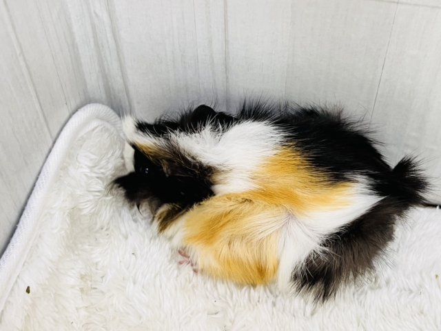 澄んだ瞳✨のモヒカンヘアーのアビシニアンモルモットちゃん♡ アビシニアンモルモット