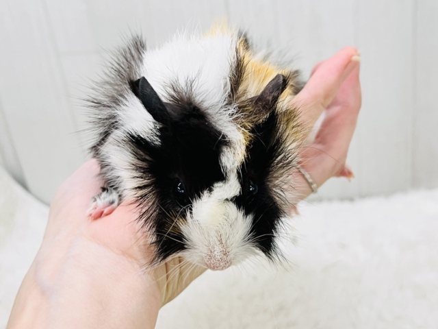 澄んだ瞳✨のモヒカンヘアーのアビシニアンモルモットちゃん♡ アビシニアンモルモット