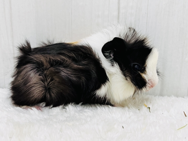 アビシニアンモルモット