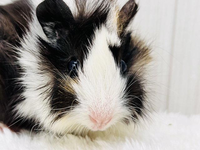 澄んだ瞳✨のモヒカンヘアーのアビシニアンモルモットちゃん♡ アビシニアンモルモット