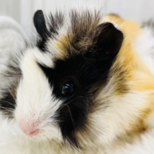 澄んだ瞳✨のモヒカンヘアーのアビシニアンモルモットちゃん♡