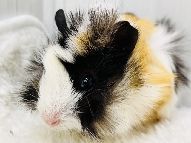 澄んだ瞳✨のモヒカンヘアーのアビシニアンモルモットちゃん♡ 澄んだ瞳✨のモヒカンヘアーのアビシニアンモルモットちゃん♡