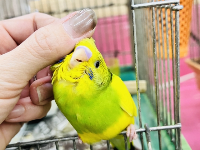 セキセイインコ