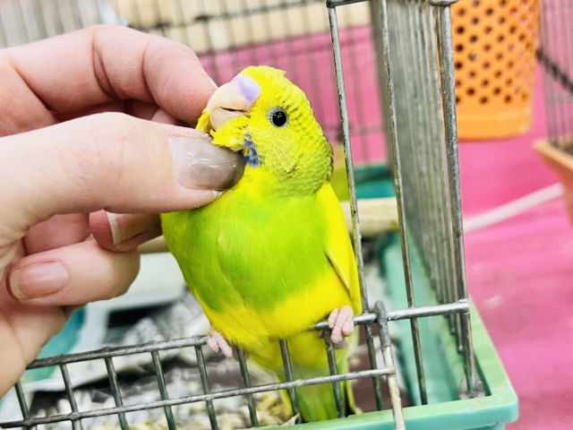 セキセイインコ