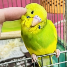 どんなアングルでも最高のビジュ︎💕︎︎セキセイインコのヒナ(グリーンパイド)入荷しました❤️