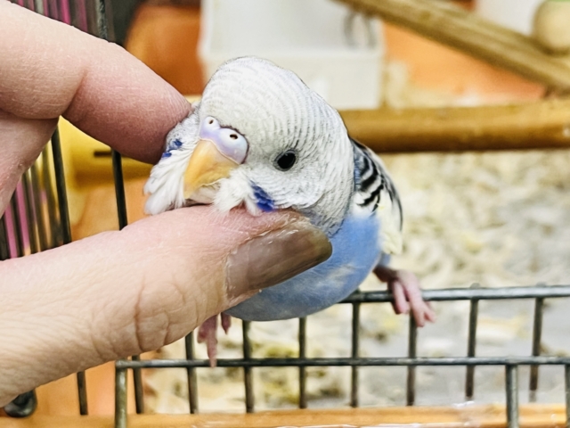セキセイインコ